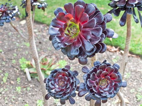 How To Grow Aeonium Plants