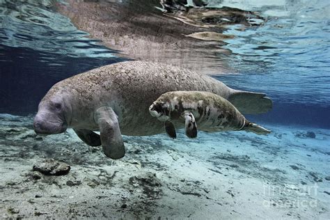 Mother And Baby Florida Manatees Together In Florida Spring Photograph