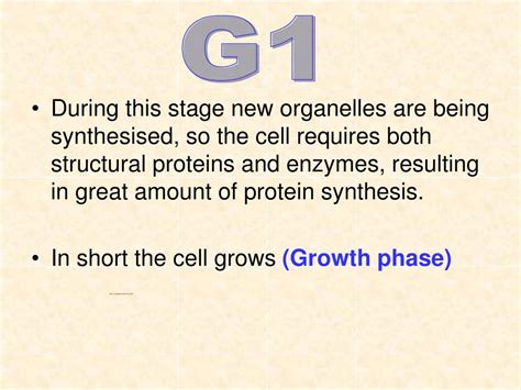 Ppt How Cells Divide Powerpoint Presentation Free Download Id 5738928