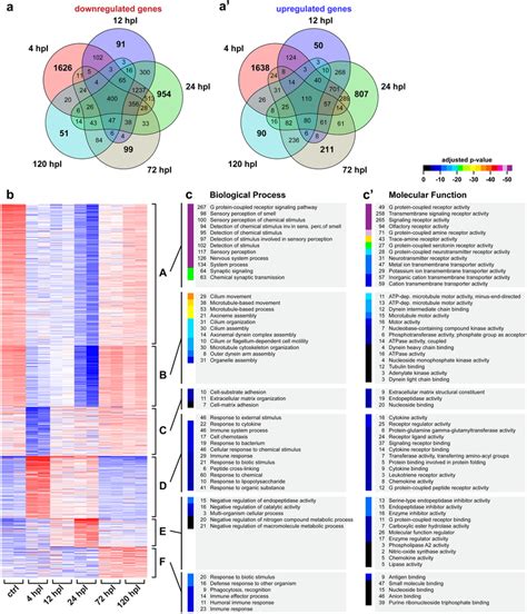 Transcriptome profiling of the de and regenerating zebrafish OE a aʹ