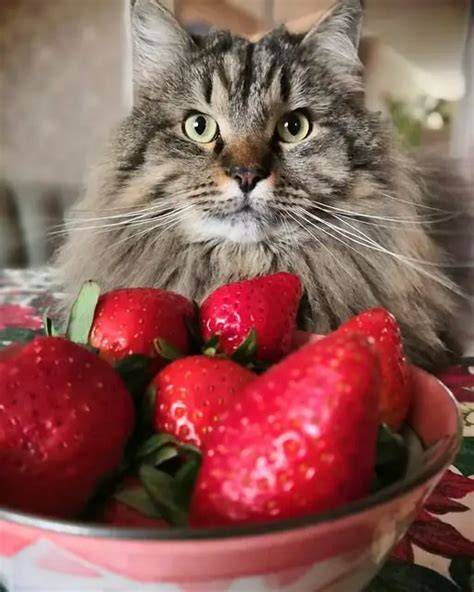 Can Cats Eat Strawberries Will They Benefit From Them World Cat Finder