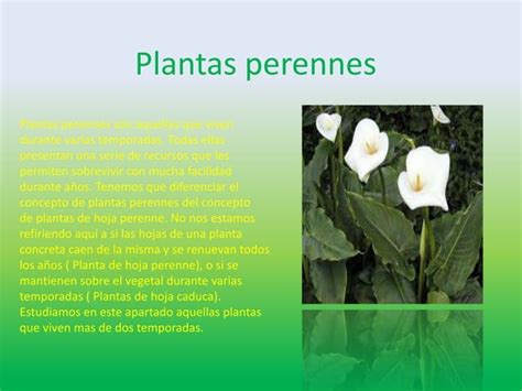 Las Plantas Y Su Clasificacion Ppt