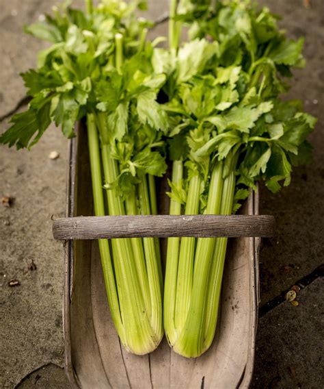 How To Grow Celery From A Stalk Easy Steps To Follow Homes Gardens