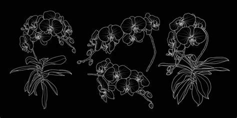 Set Isolated Orchid Branch Styles Set Cute Hand Drawn Flower Stock