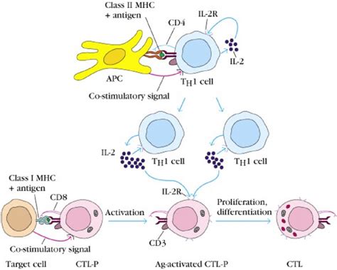 15 Effector Mechanisms Of Cell Mediated Immune Response Greek Doctor