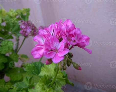 A vibrant cluster of pink Pelargonium peltatum, or ivy-leaved