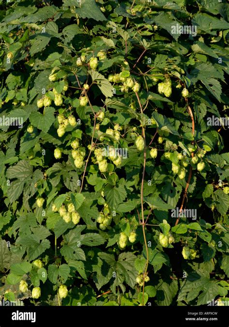 Common Hop Humulus Lupulus Stock Photo Alamy