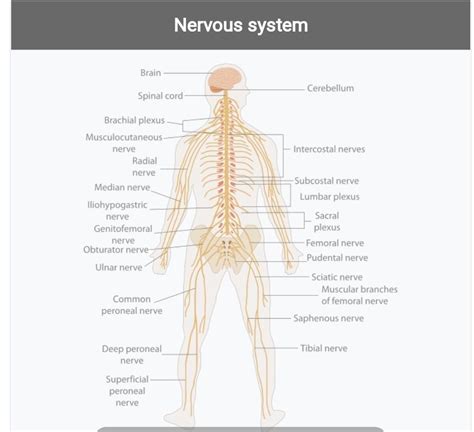 Draw Label And Explain The Parts And Functions Of Nervous System