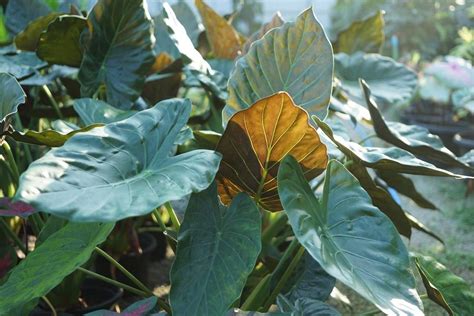 Alocasia Wentii Dark Elephant Ear 10 Pot Hello Hello Plants