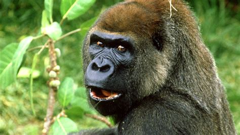 What Is Gorilla Glass and How Does It Work?