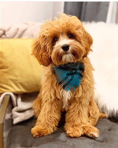 Frayed Buffalo Blue Plaid Bandana Scamps