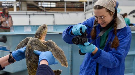 Rescuers Save Sick Sea Turtles From Cold Cape Cod Waters Heres How