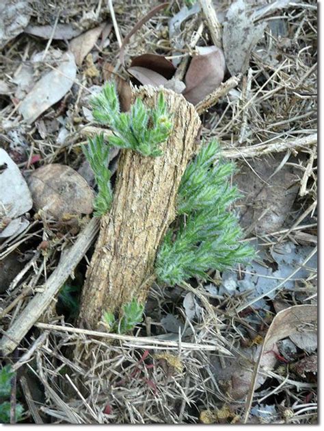 Managing Gorse Ulex Europeaus A Permaculture Approach The