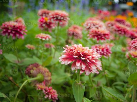 summer flower garden 779356 Stock Photo at Vecteezy