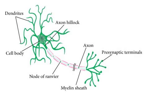 A Schematic Presentation Of The Different Components Of A Neuron [16] Download Scientific Diagram