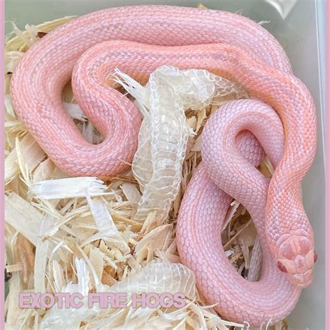 Coral Snow Motley Corn Snake