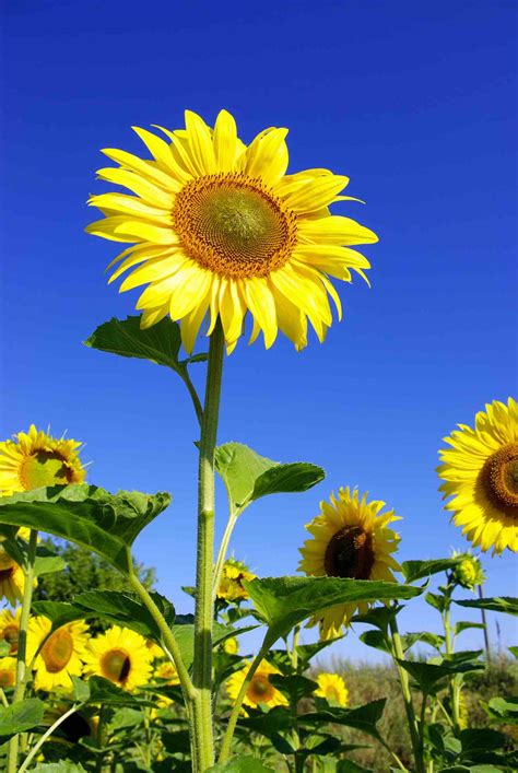 30 flores comestibles que puedes comer directamente de tu jardín El