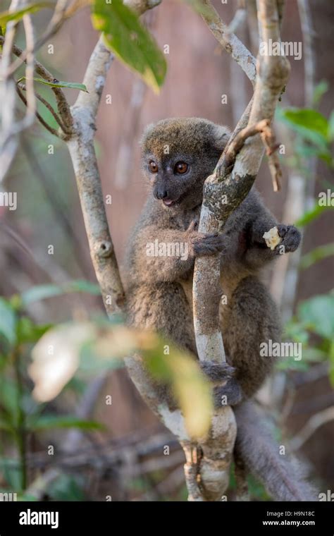 Eastern Lesser Bamboo Lemur Hapalemur Griseus Also Known As The Gray