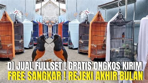 Rejeki Akhir Bulan Burung Gacoran Mewah Di Jual Fullset Gratis