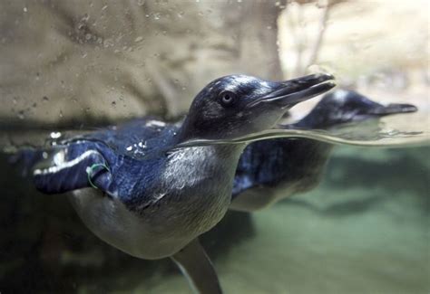 A new baby Fairy Penguin swims at the Sydney Aquarium in Sydney, Australia. | Cute animals ...