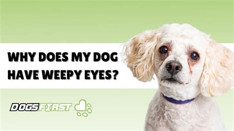 Why Do Dogs Eyes Weep