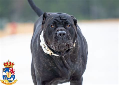 Bane X Bruja Presa Canario Puppy Litter SoCalPresa Top Rated Presa