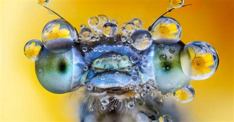 Close Up Photography Nature