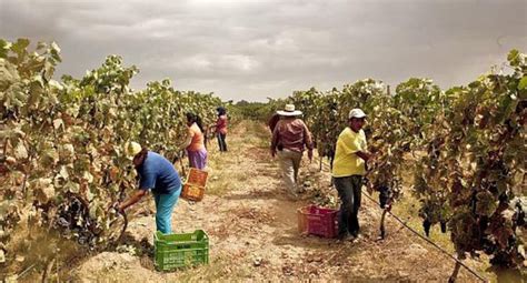 Tercer fracaso en compra de urea pondría en riesgo la producción