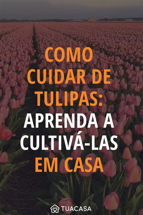 Como Cuidar De Tulipas Dicas Pr Ticas Para Cultivar Em Casa