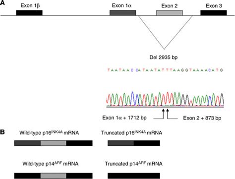 Characterization Of The New Cdkn A Deletion A Genemap Of The Cdkn A