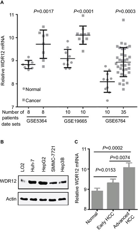 Wdr12 Is Upregulated In Hcc Samples Notes A Expression Level Of Download Scientific Diagram