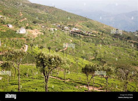 View over tea estate plantation, Haputale, Badulla District, Uva ...