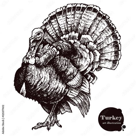 Turkey vector illustration. Thanksgiving Day Stock Vector | Adobe Stock