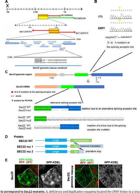 Figure From Sec Regulates Endoplasmic Reticulum Morphology But Not