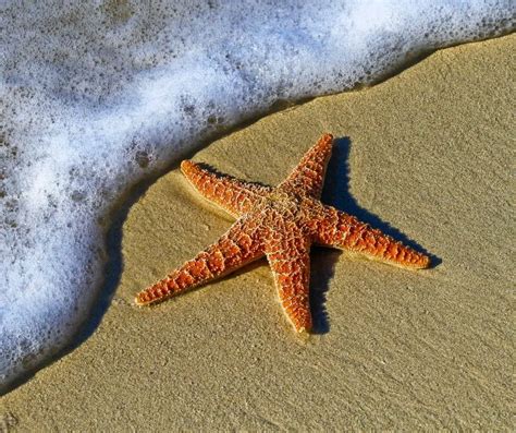 Starfish Facts for Kids - KonnectHQ