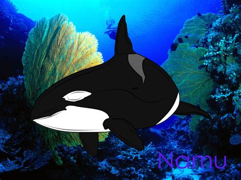 Namu My Orca Whale By Animal Linearts On Deviantart