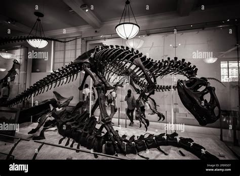 Black And White Image Of The Allosaurus Skeleton Feeding On A Carcass