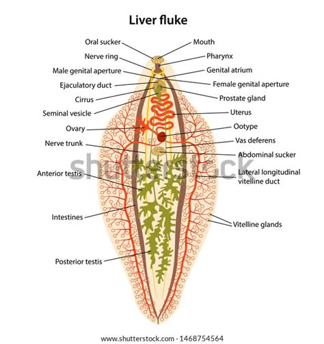 Fasciola Hepatica