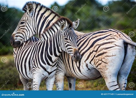 Animais Selvagens Em Frica Do Sul Imagem De Stock Imagem De Grande