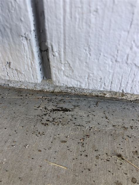 Are these black droppings caused by termites? : r/pestcontrol