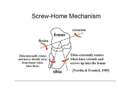 Extensor Mechanism Of Knee Ppt