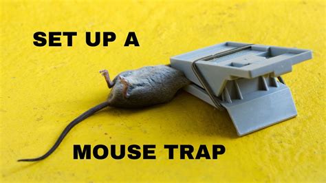 Diy How To Set A Mouse Trap Simple And Easy Tutorial Youtube