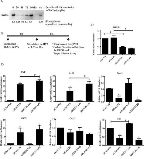 Silencing Rgs Protein In Bv Microglia Dysregulates Inflammatory Gene