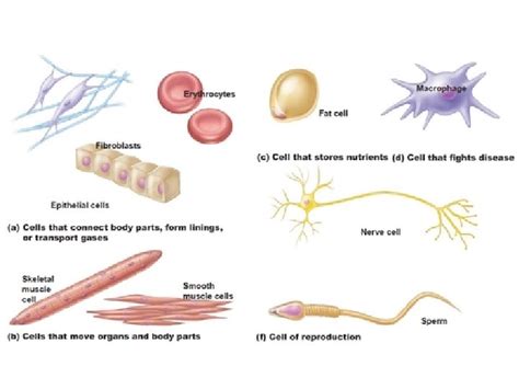 cells  basic unit  life sections