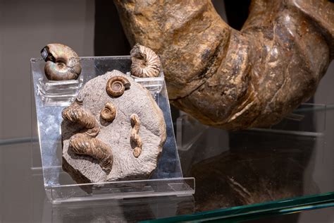 Ammoniti Museo della Natura e dell Uomo Università di Padova