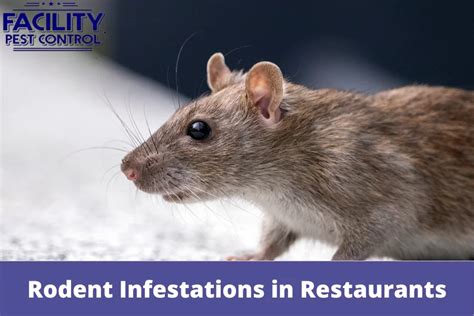 Rodent Infestations In Restaurants And How To Tackle Them Facility