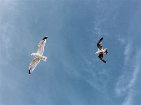 Kostenlose foto Vogel Flügel Himmel Seevogel Möwe Flug