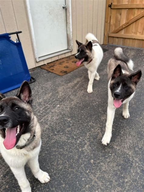 Stanley Kirby And Blue Mars Orphan Midwest Akita Rescue Society