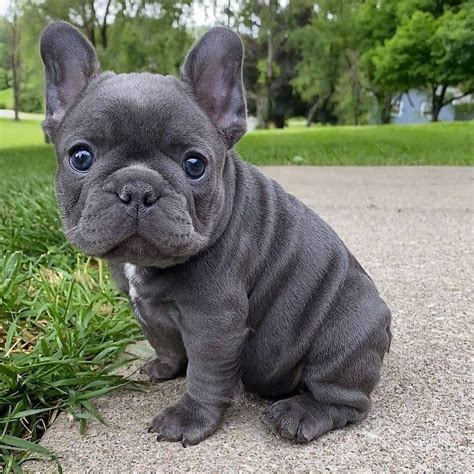 Dog French Bulldog