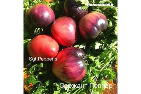 Томат Сержант ПЕППЕР